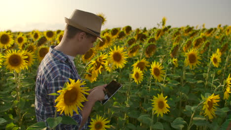 A-biology-scientist-works-on-a-field-with-sunflowers-in-summer-day-and-studies-its-properties.-He-writes-information-to-his-tablet